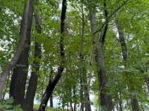 Prodej lesa, Radimovice, 7734 m2