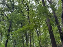 Prodej lesa, Radimovice, 7734 m2