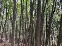 Prodej lesa, Nové Hrady, 5524 m2