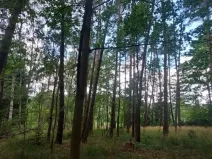 Prodej lesa, Pelhřimov, 1759 m2