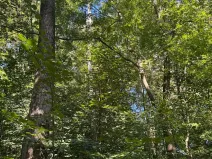 Prodej lesa, Ostrava, 4400 m2