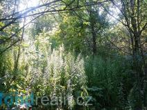 Prodej pozemku, Ostrava, 1510 m2