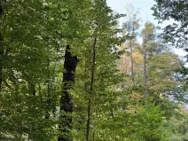 Prodej lesa, Háj ve Slezsku, 4689 m2