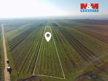 Prodej pole, Velké Bílovice, 7286 m2