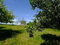 Prodej zahrady, Uherský Brod, 2032 m2