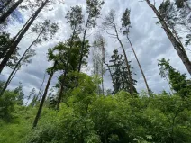 Prodej lesa, Blížejov - Lštění, 4481 m2