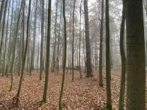 Prodej lesa, Chářovice, 4568 m2