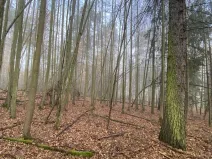 Prodej lesa, Chářovice, 4568 m2