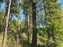 Prodej lesa, Nýdek, 16920 m2