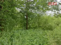 Prodej lesa, Popelín, 2730 m2