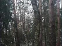 Prodej lesa, Kojčice, 1102 m2