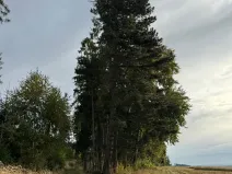 Prodej lesa, Keblov, 3400 m2