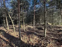 Prodej lesa, Pardubice, 8225 m2