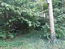 Prodej lesa, Mostkovice, 576 m2