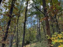 Prodej lesa, Ročov, 4272 m2