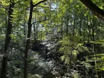 Prodej lesa, Ostrava, 8938 m2