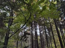 Prodej lesa, Velká Polom, 3922 m2