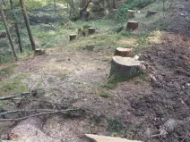 Prodej lesa, Žihobce, 802 m2