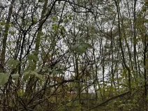 Prodej lesa, Bechlín, 10785 m2