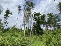 Prodej lesa, Blížejov - Lštění, 4481 m2