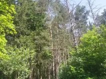Prodej lesa, Kněždub, 671 m2