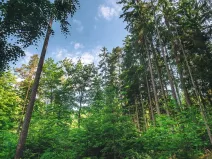 Prodej lesa, Volenice, 84000 m2