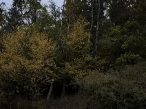 Prodej lesa, Nezdice, 4671 m2