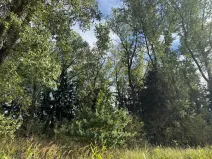 Prodej podílu lesa, Nová Paka, 2049 m2