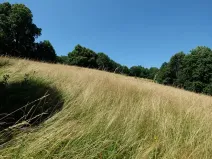 Prodej louky, Vyškovec, 4953 m2