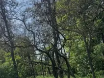 Prodej lesa, Dobré Pole, 4208 m2