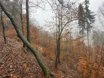 Prodej lesa, Jedlí, 1198 m2