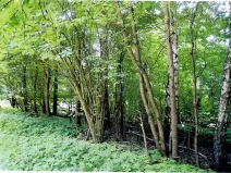 Prodej lesa, Vyskytná, 2174 m2