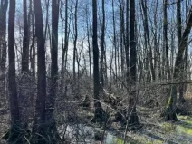 Prodej lesa, Jaroměř, 19276 m2