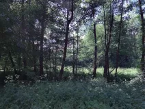 Prodej lesa, Kuřimská Nová Ves, 59760 m2