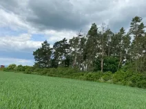 Dražba lesa, Blížejov, 1122 m2