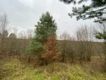 Dražba lesa, Šarovy, 11619 m2