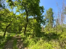Dražba lesa, Kropáčova Vrutice, 15167 m2