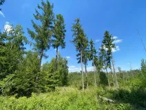 Dražba lesa, Kropáčova Vrutice, 15167 m2
