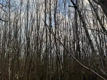 Prodej lesa, Kolinec, 1837 m2