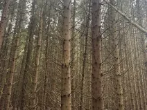 Prodej lesa, Dvory nad Lužnicí, 3483 m2