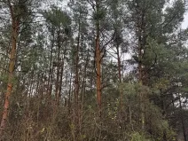 Prodej lesa, Budyně nad Ohří, 3677 m2