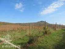 Dražba sadu/vinice, Velké Žernoseky, 2775 m2