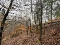 Prodej lesa, Jedlí, 1198 m2