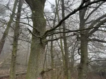 Prodej lesa, Milavče, 5759 m2