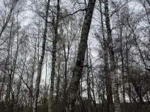 Prodej lesa, Moravský Písek, 4838 m2