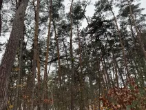 Prodej podílu lesa, Poříčany, 7349 m2