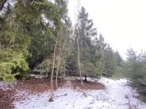 Prodej lesa, Veliny, 4431 m2