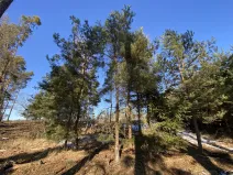 Prodej lesa, Veliny, 882 m2