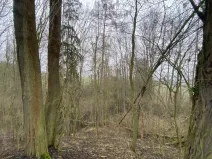 Prodej lesa, Městečko Trnávka - Lázy, 856 m2