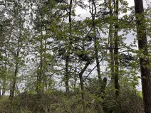 Prodej lesa, Plzeň, 5650 m2